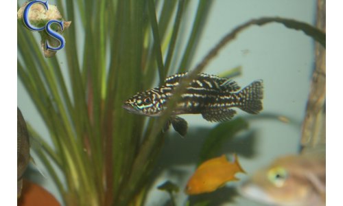 Lepidiolamprologus nkambae